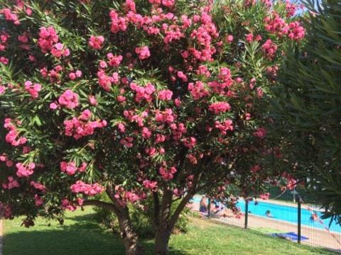 Apartamento Lesjardinsfleuris Mandelieu Exterior foto